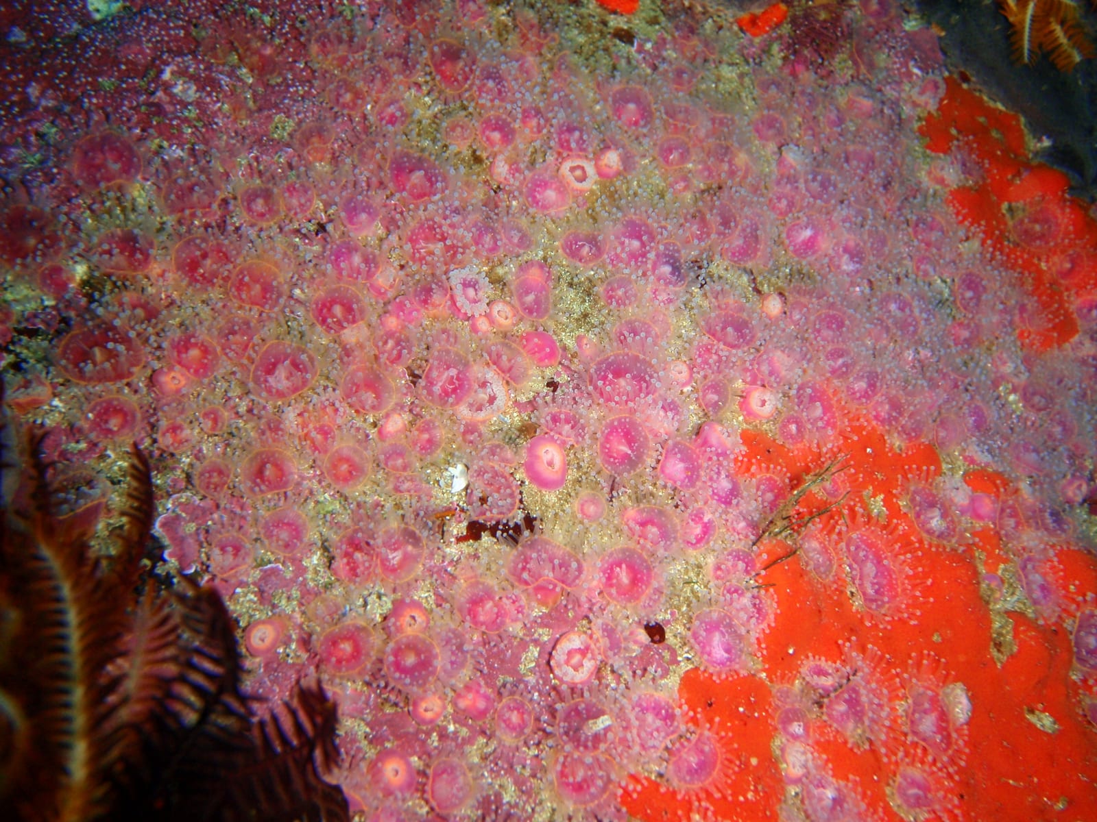 Tivoli Pinnacles — Wikimedia Commons | License: CC-BY-SA-3.0 | Source: http://commons.wikimedia.org/wiki/Special:FilePath/Strawberry%20anemones%20at%20Tivoli%20Pinnacle%20P6056487.JPG