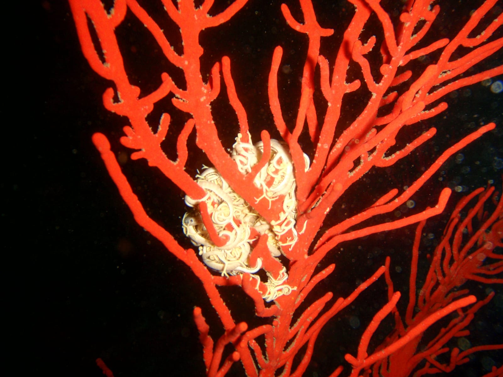 Finlay's Deep — Wikimedia Commons | License: CC-BY-SA-3.0 | Source: http://commons.wikimedia.org/wiki/Special:FilePath/Sea%20fan%20with%20basket%20star%20at%20Finlay%27s%20Deep%20P9055154.JPG