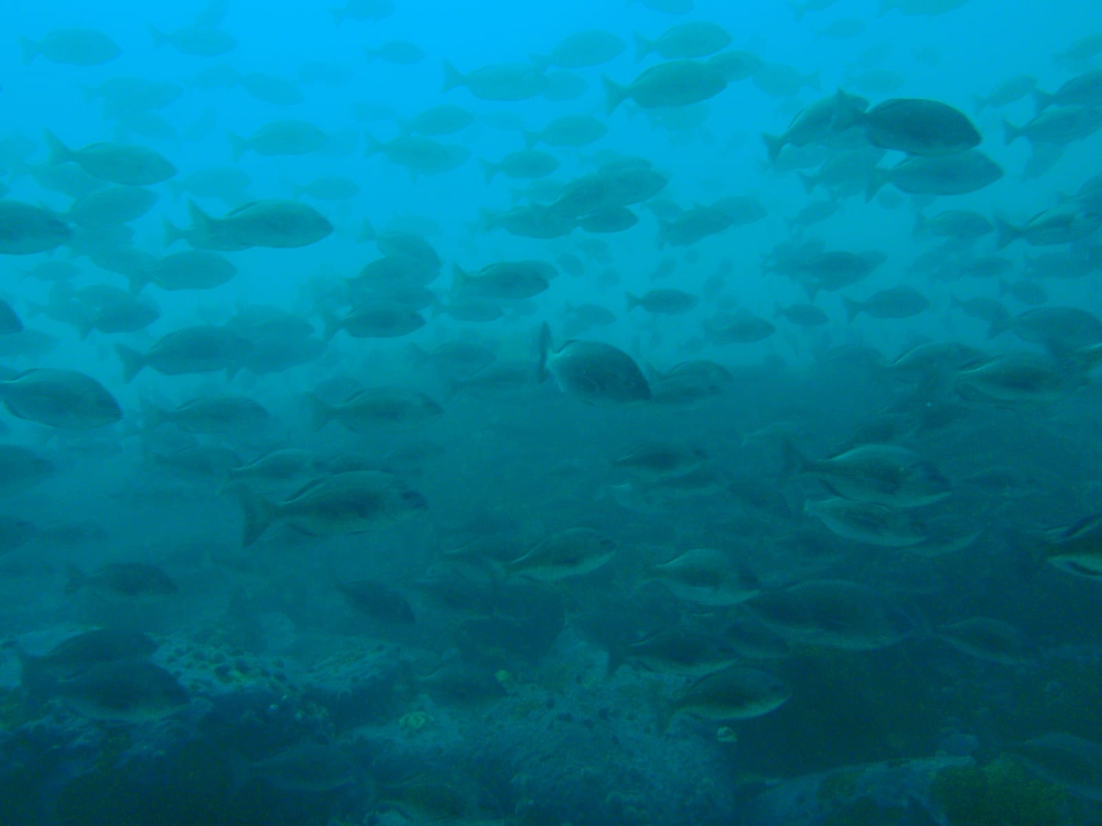 13th Apostle — Wikimedia Commons | License: CC-BY-SA-3.0 | Source: http://commons.wikimedia.org/wiki/Special:FilePath/Large%20shoal%20of%20Hottentot%20at%2013th%20Apostle%20PA031649.JPG