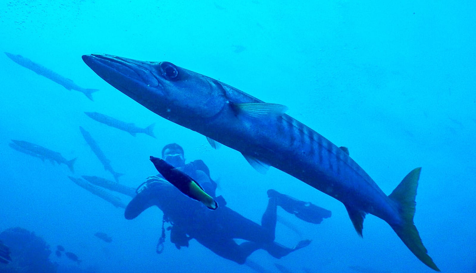 Harris — Photo: peter harris | License: CC0 | Source: https://upload.wikimedia.org/wikipedia/commons/4/48/Nepal_and_west_Papua_%2832750926718%29.jpg