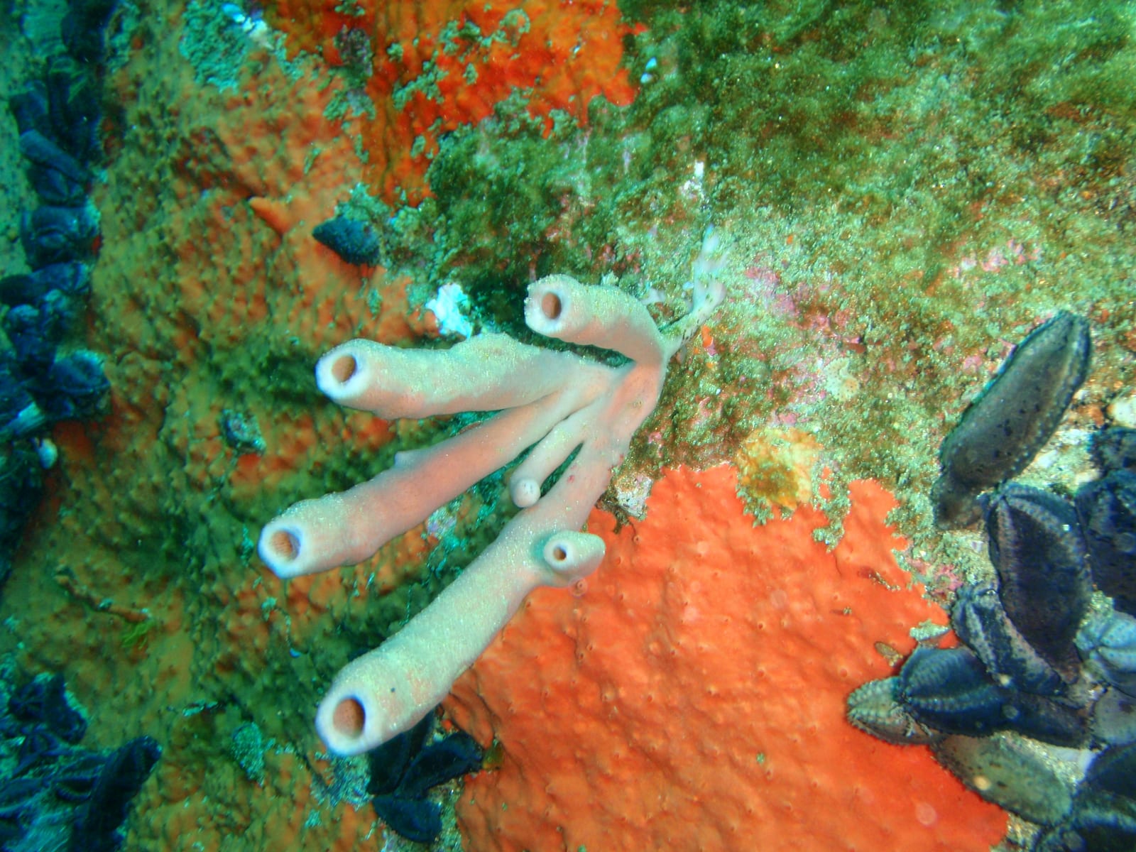 Geldkis Blinder — Wikimedia Commons | License: CC-BY-SA-3.0 | Source: http://commons.wikimedia.org/wiki/Special:FilePath/Tubular%20sponges%20at%20Geldkis%20Blinder%20PC013206.JPG