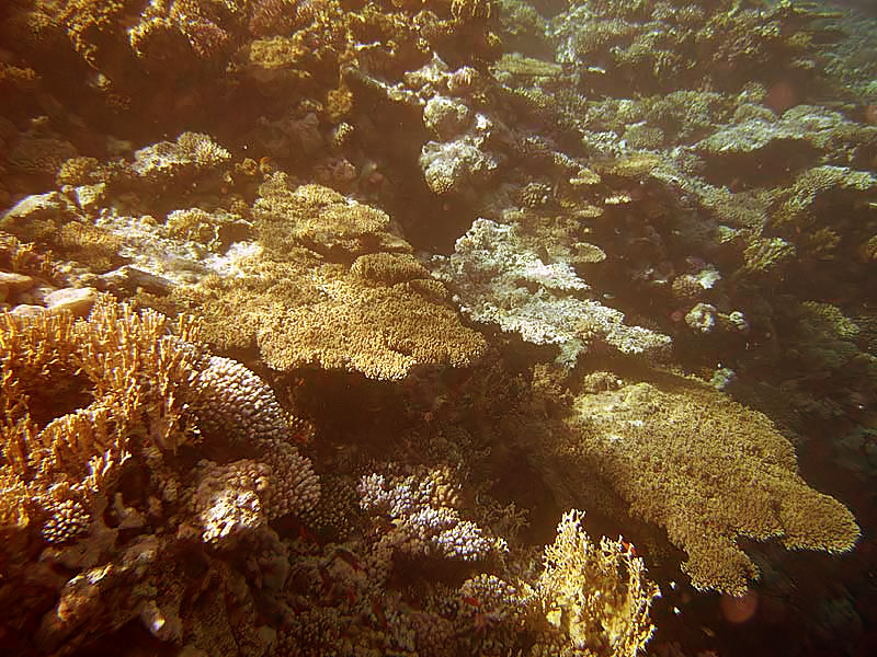 Woodhouse Reef — Wikimedia Commons | License: CC-BY-SA-3.0 | Source: http://commons.wikimedia.org/wiki/Special:FilePath/SharmKorallen.jpg