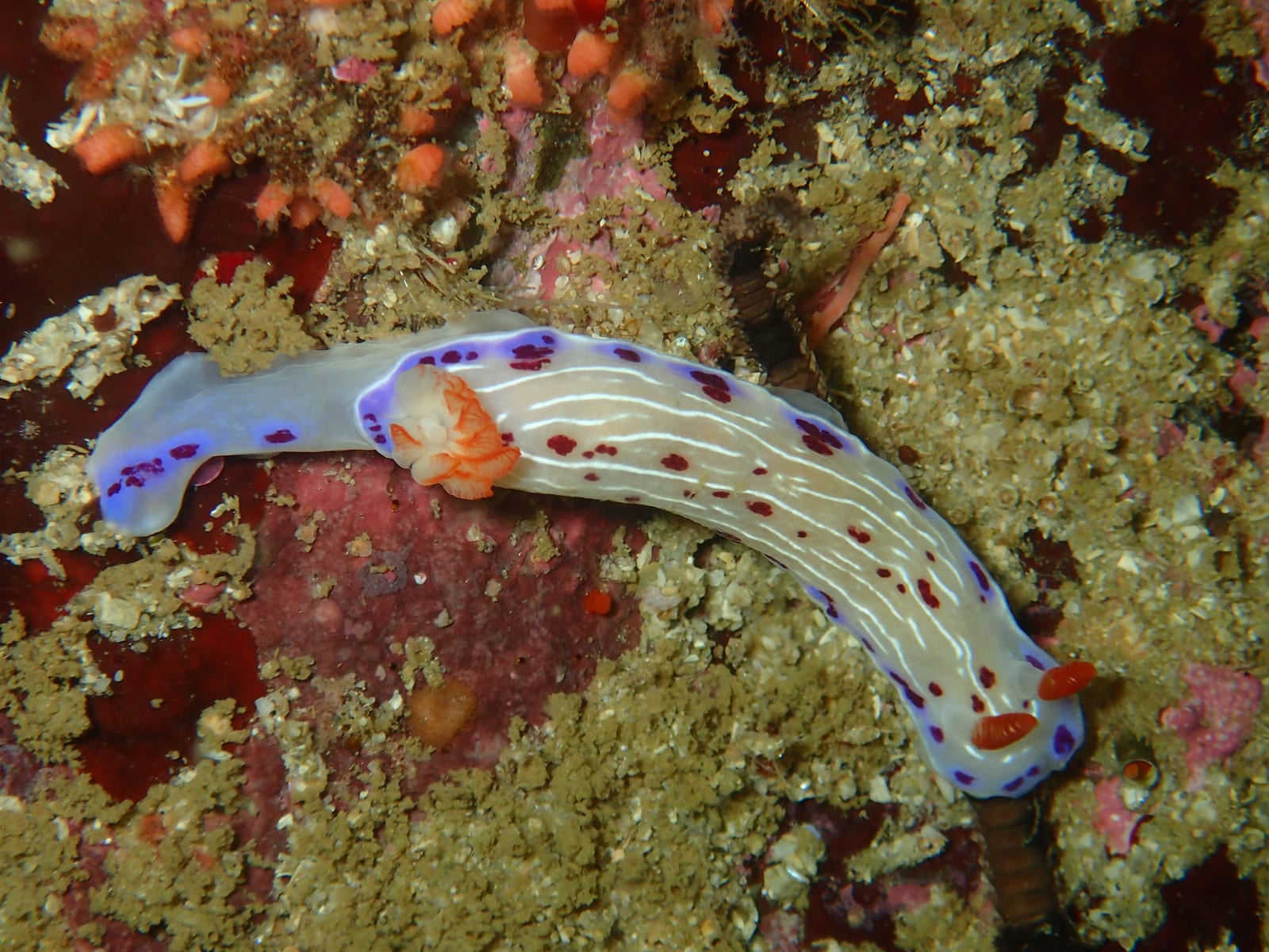 Moddergat — Wikimedia Commons | License: CC-BY-SA-3.0 | Source: http://commons.wikimedia.org/wiki/Special:FilePath/Cape%20dorid%20at%20False%20Bay%20dive%20site%20Moddergat%20P3110306.jpg