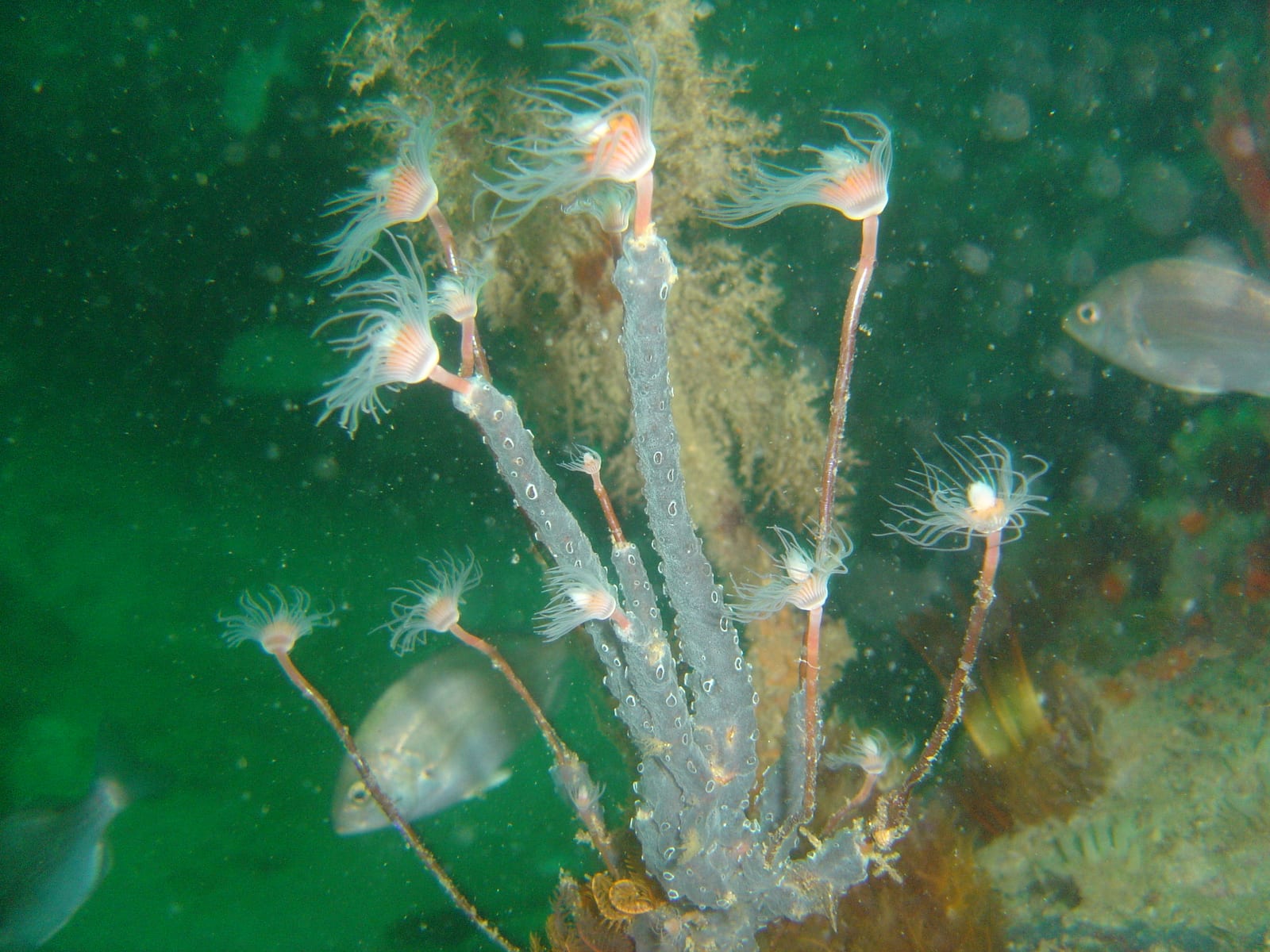 Percy's Hole — Wikimedia Commons | License: CC-BY-SA-3.0 | Source: http://commons.wikimedia.org/wiki/Special:FilePath/Tubular%20hydroids%20at%20Percy%27s%20Hole%20DSC07019.JPG