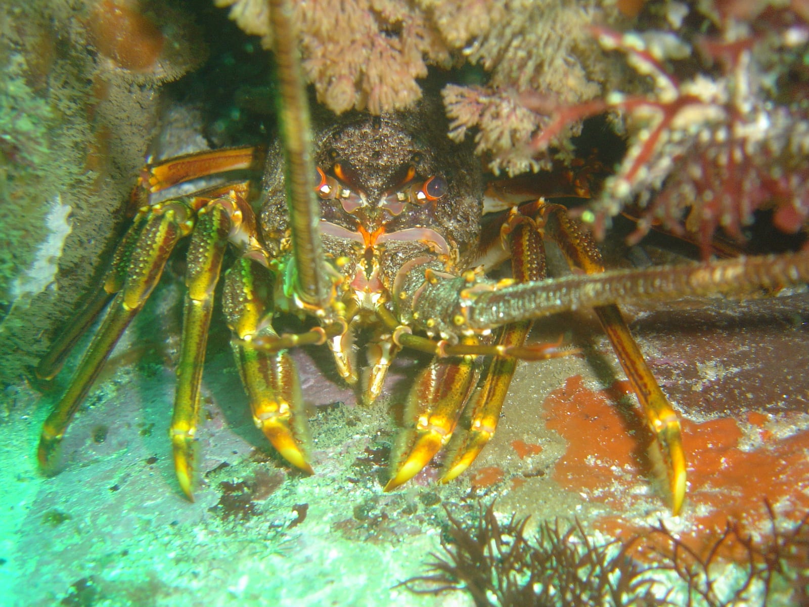 Ankers — Wikimedia Commons | License: CC-BY-SA-3.0 | Source: http://commons.wikimedia.org/wiki/Special:FilePath/Kreef%20at%20Ankers%20DSC07727.JPG