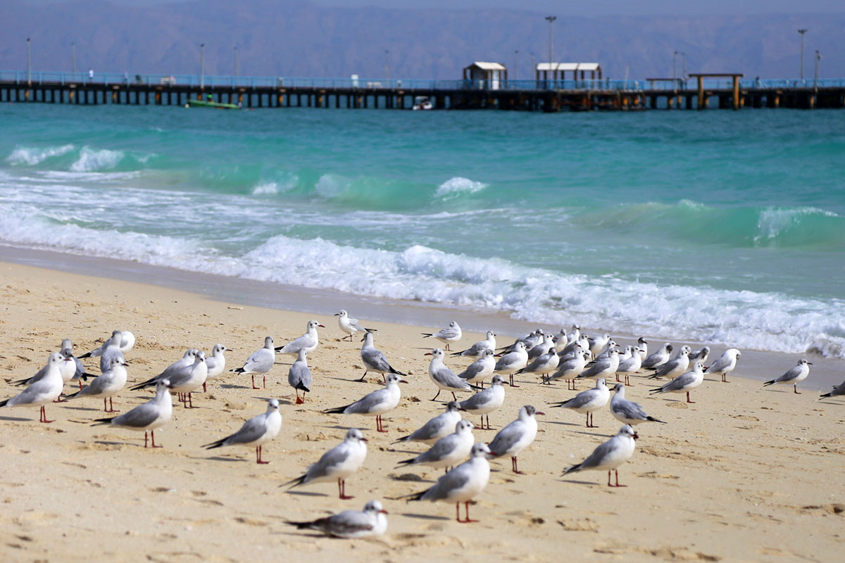 Bird Island — Photo: Safa.daneshvar | License: CC0 | Source: https://upload.wikimedia.org/wikipedia/commons/c/ca/021127-TheGrandPier-Kish-IMG_9330-2.jpg