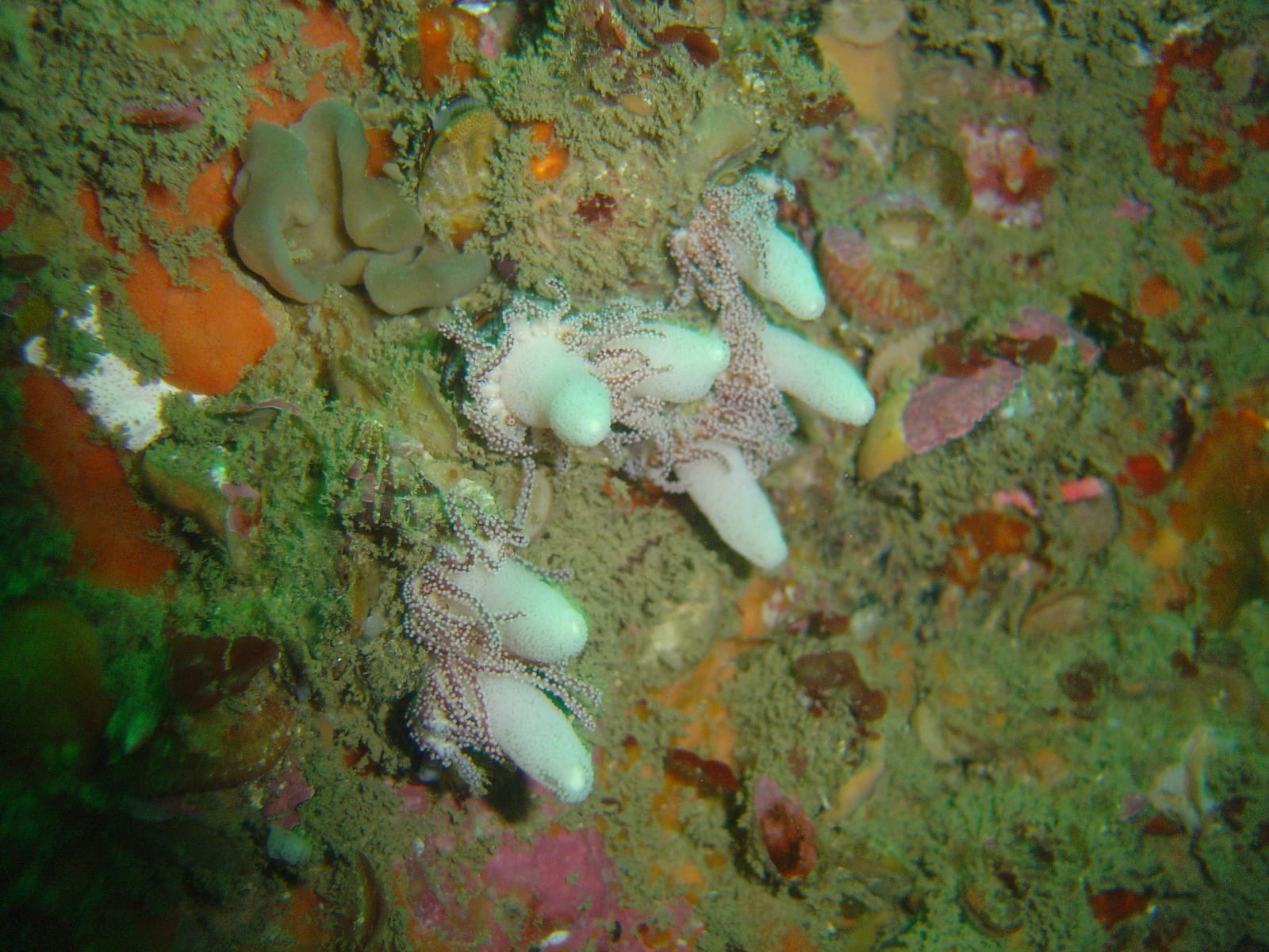 South Paw — Wikimedia Commons | License: CC-BY-SA-3.0 | Source: http://commons.wikimedia.org/wiki/Special:FilePath/Dreadlocks%20hydroid%20at%20South%20Paw%20DSC00185.JPG