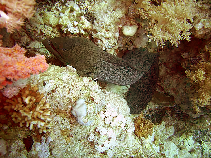 Anemone City, Shark Reef and Jolanda Reef — Wikimedia Commons | License: CC-BY-SA-3.0 | Source: http://commons.wikimedia.org/wiki/Special:FilePath/SharmMuraene.jpg