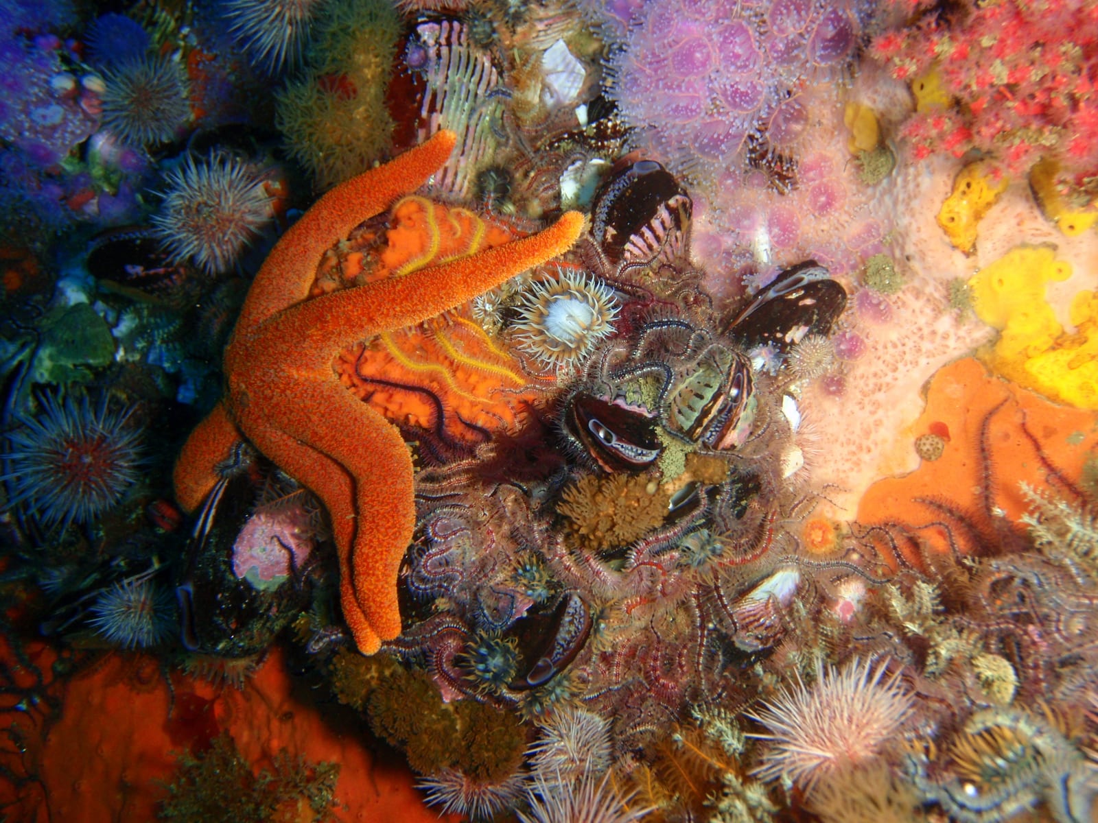 SURG Pinnacles — Wikimedia Commons | License: CC-BY-SA-3.0 | Source: http://commons.wikimedia.org/wiki/Special:FilePath/Starfish%2C%20brittle%20stars%20and%20urchins%20at%2018m%20depth%20at%20SURG%20Pinnacles%20PB248807.JPG