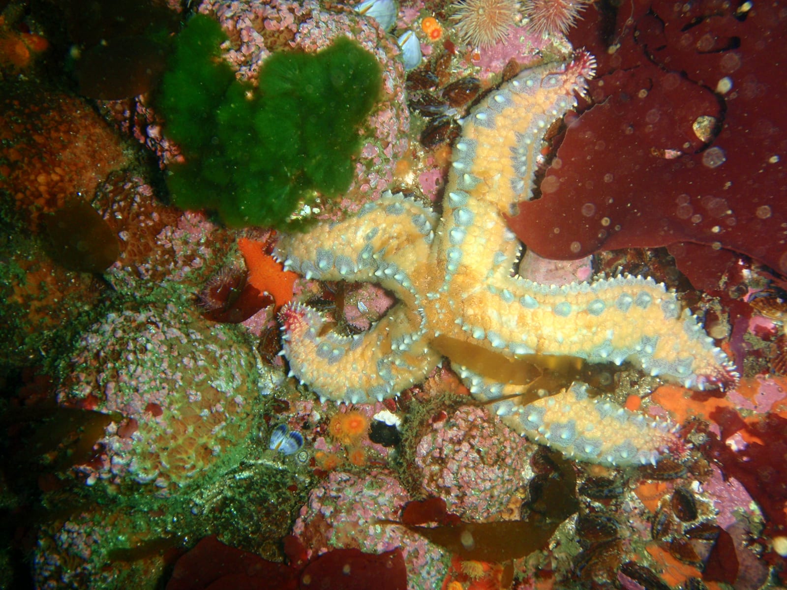 Sunfish Pinnacle — Wikimedia Commons | License: CC-BY-SA-3.0 | Source: http://commons.wikimedia.org/wiki/Special:FilePath/Spiny%20starfish%20at%20Sunfish%20pinnacle%20P1299090.JPG