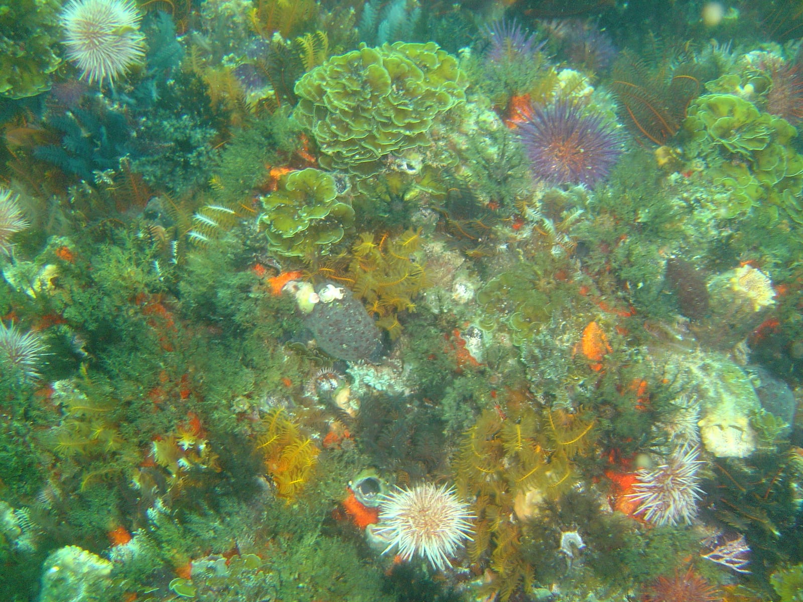 Phoenix Shoal — Wikimedia Commons | License: CC-BY-SA-3.0 | Source: http://commons.wikimedia.org/wiki/Special:FilePath/Reef%20life%20at%20Phoenix%20shoal%20DSC09993.JPG