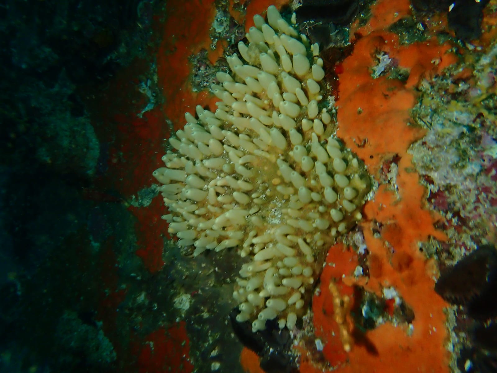 Smits Reef — Wikimedia Commons | License: CC-BY-SA-3.0 | Source: http://commons.wikimedia.org/wiki/Special:FilePath/Teat%20sponge%20at%20Kreef%20Reef%20P5280129.jpg