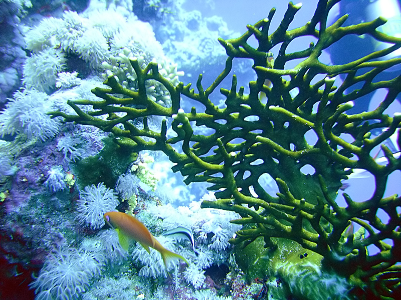 Ras Zatar — Wikimedia Commons | License: CC-BY-SA-3.0 | Source: http://commons.wikimedia.org/wiki/Special:FilePath/RasZatarCorals.jpg