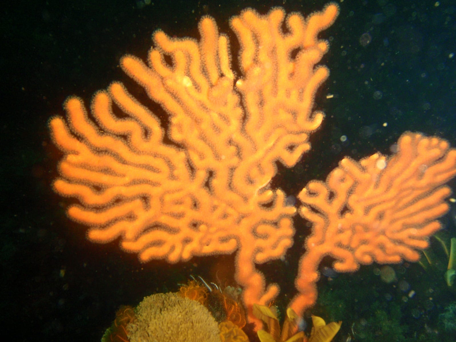 Rambler Rock reefs — Wikimedia Commons | License: CC-BY-SA-3.0 | Source: http://commons.wikimedia.org/wiki/Special:FilePath/Sinuous%20sea%20fan%20at%20Rambler%20Rock%20south%20reef%20P9078391.JPG