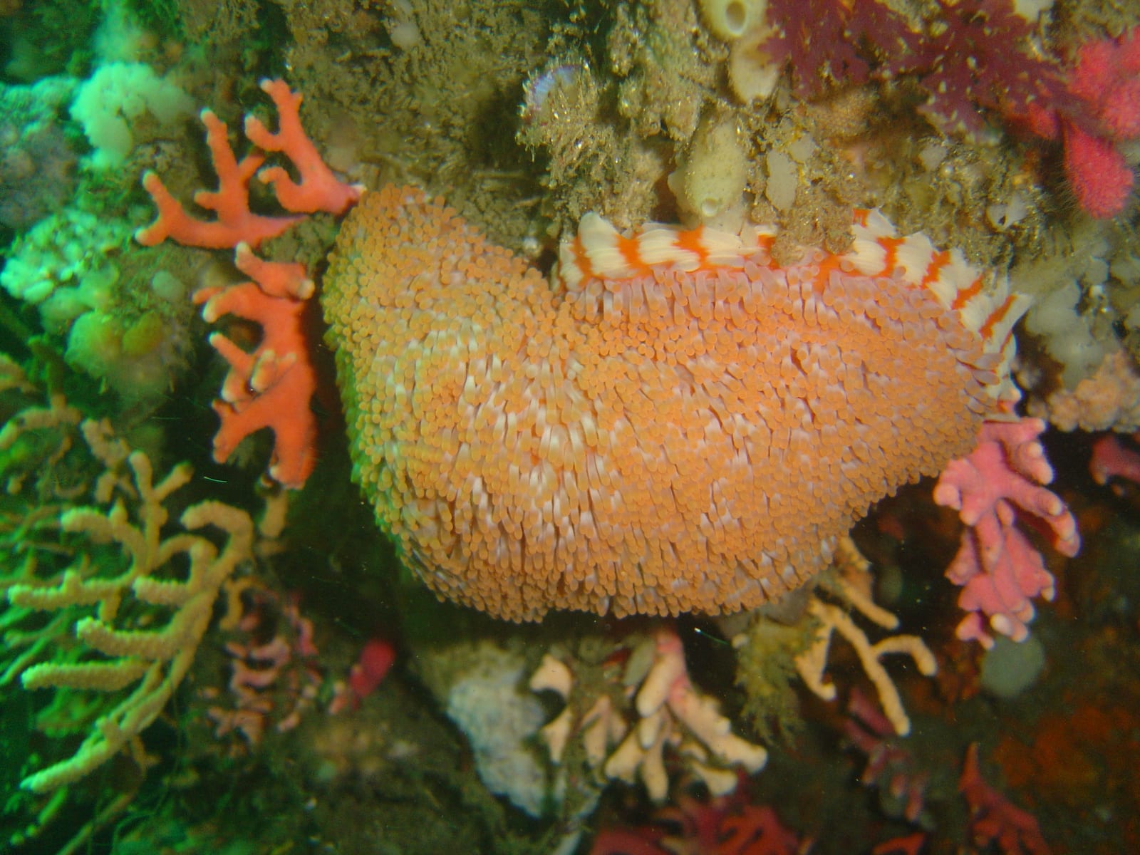 Coral Gardens (Oudekraal) — Wikimedia Commons | License: CC-BY-SA-3.0 | Source: http://commons.wikimedia.org/wiki/Special:FilePath/Walking%20anemone%20at%20Coral%20Gardens%20Oudekraal%20DSC00675.JPG