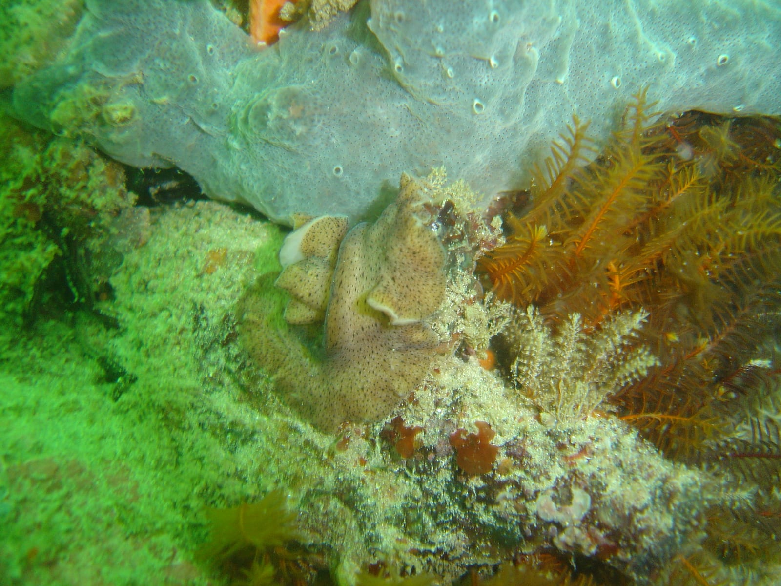 Cow and Calf — Wikimedia Commons | License: CC-BY-SA-3.0 | Source: http://commons.wikimedia.org/wiki/Special:FilePath/Spotted%20flatworm%20at%20Cow%20and%20Calf%20DSC08935.JPG