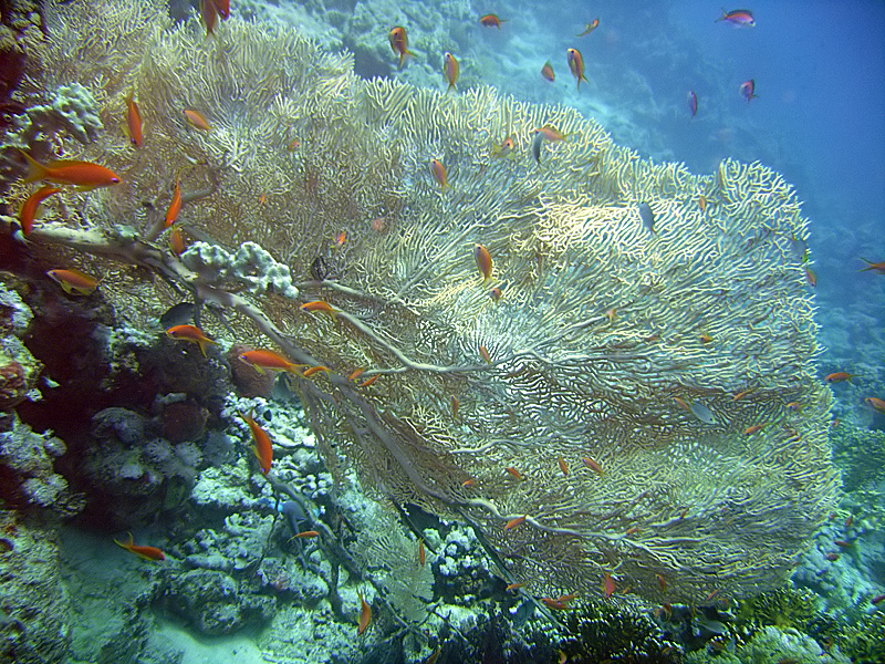 Laguna Reef — Wikimedia Commons | License: CC-BY-SA-3.0 | Source: http://commons.wikimedia.org/wiki/Special:FilePath/SouthLagunaGorgonian.jpg