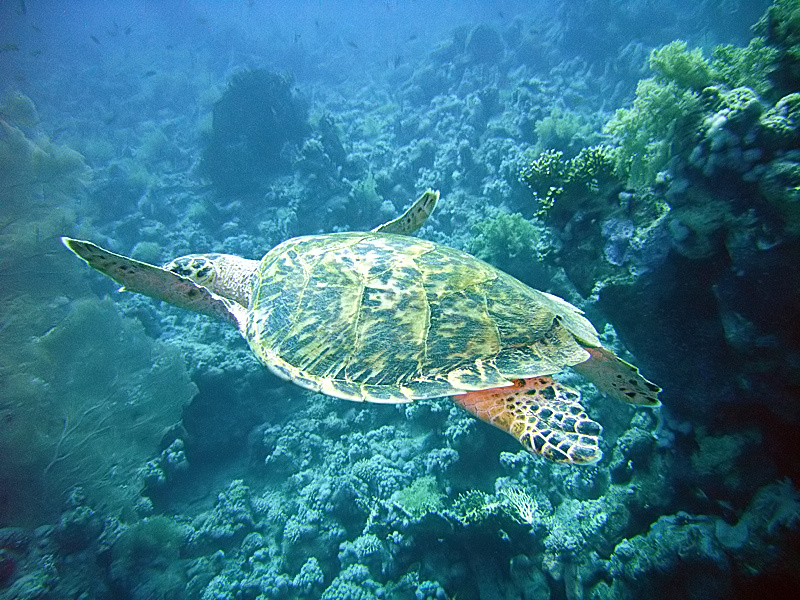 Jackfish Alley, Fisherman’s Bank — Wikimedia Commons | License: CC-BY-SA-3.0 | Source: http://commons.wikimedia.org/wiki/Special:FilePath/JackfishAlleyTurtle.jpg