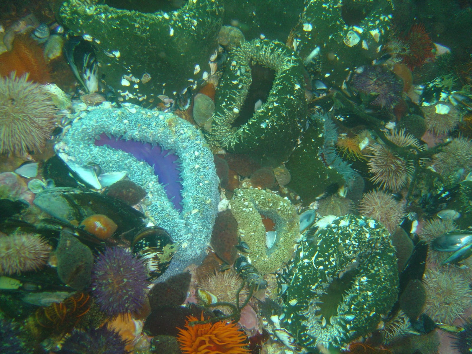 Roman Rock — Wikimedia Commons | License: CC-BY-SA-3.0 | Source: http://commons.wikimedia.org/wiki/Special:FilePath/Sandy%20anemones%20at%20Roman%20Rock%20DSC09974.JPG