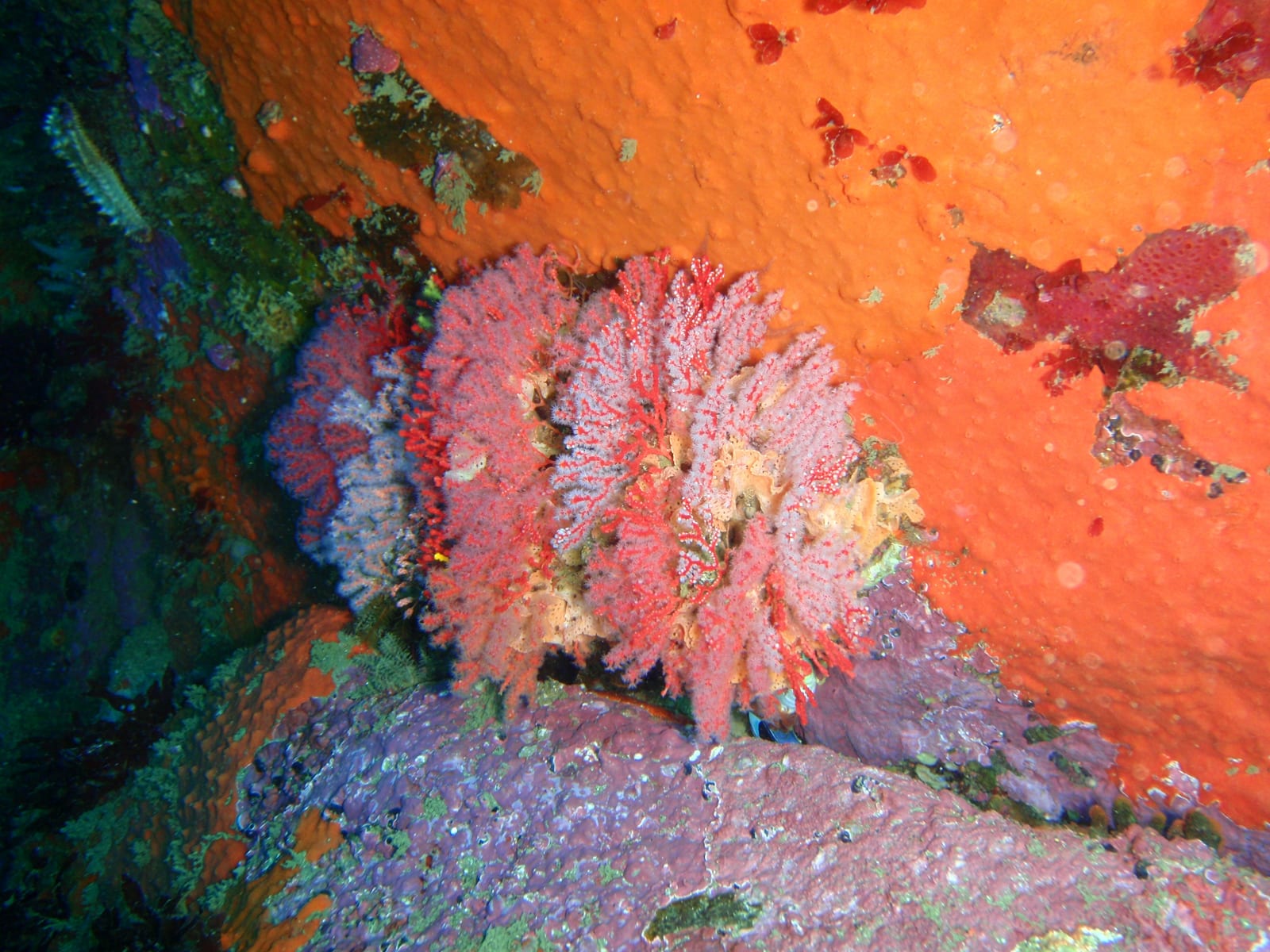 Dreadlocks Reef — Wikimedia Commons | License: CC-BY-SA-3.0 | Source: http://commons.wikimedia.org/wiki/Special:FilePath/Multicolour%20sea%20fans%20at%20Dreadlocks%20Reef%20P1308256.JPG