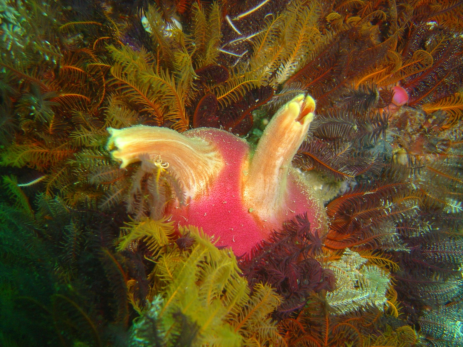 Photographer's Reef — Wikimedia Commons | License: CC-BY-SA-3.0 | Source: http://commons.wikimedia.org/wiki/Special:FilePath/Sea%20squirt%20at%20Photographers%20Reef%20DSC05042.JPG
