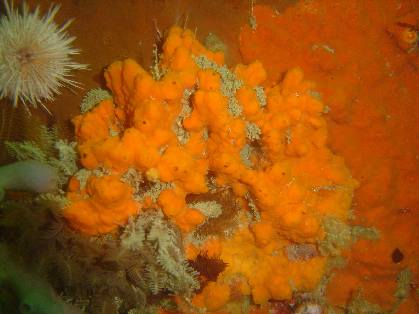 North Paw main reef — Wikimedia Commons | License: CC-BY-SA-3.0 | Source: http://commons.wikimedia.org/wiki/Special:FilePath/Sponges%20at%20North%20Paw%20DSC00112.JPG