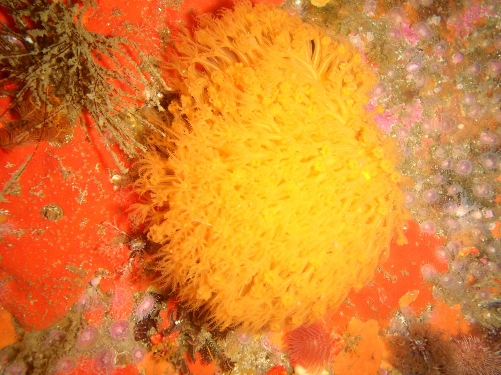 Omega Reef — Wikimedia Commons | License: CC-BY-SA-3.0 | Source: http://commons.wikimedia.org/wiki/Special:FilePath/Sunburst%20soft%20coral%20at%20Omega%20Reef%20P6237974.JPG