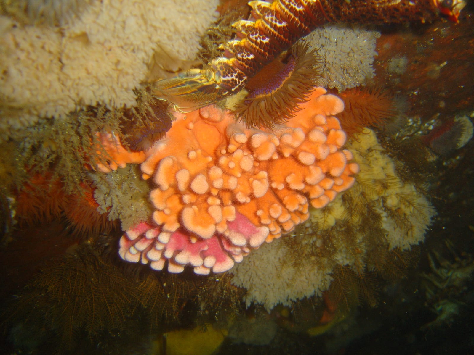 Bakoven Rock — Wikimedia Commons | License: CC-BY-SA-3.0 | Source: http://commons.wikimedia.org/wiki/Special:FilePath/Noble%20corals%20at%20Bakoven%20Rock%20DSC10994.JPG