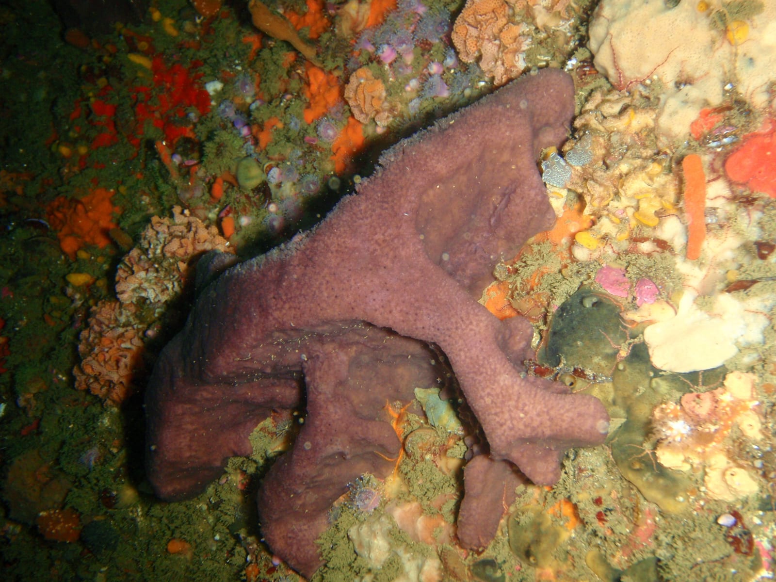 Canyon — Wikimedia Commons | License: CC-BY-SA-3.0 | Source: http://commons.wikimedia.org/wiki/Special:FilePath/Sponge%20at%20Duiker%20Point%20Canyon%20P4137392.JPG