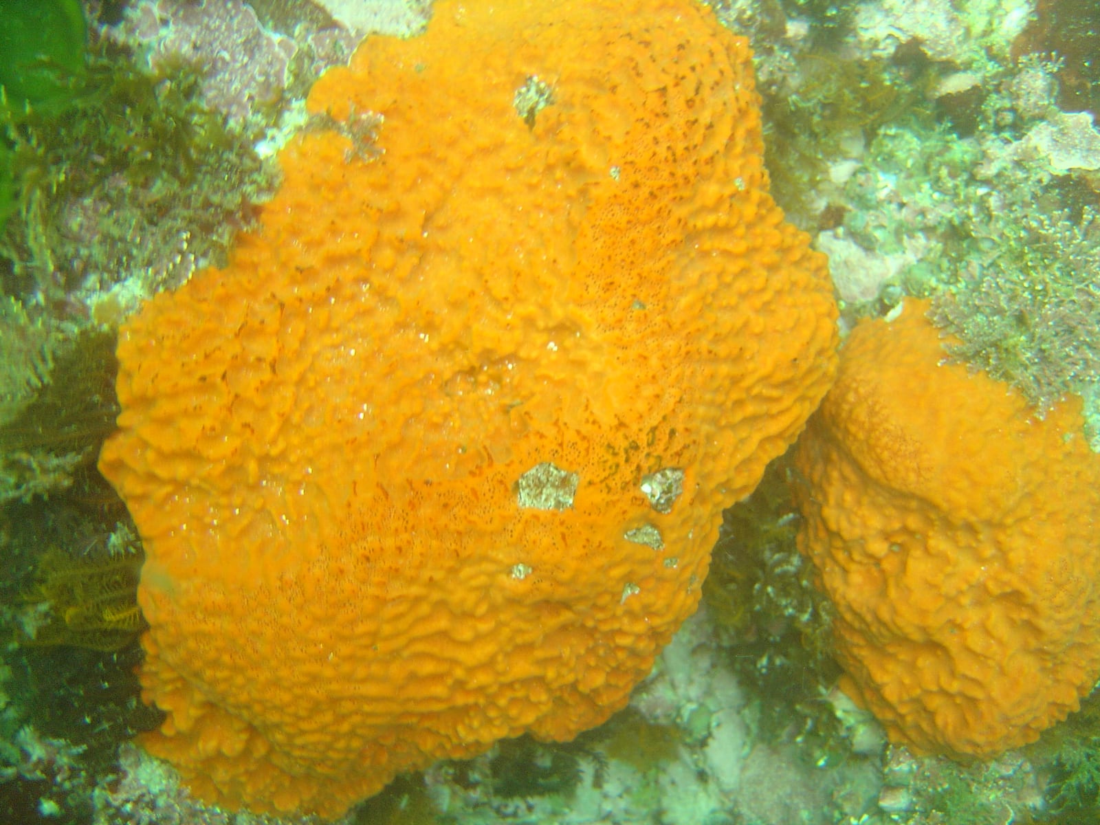 Buffels Bay — Wikimedia Commons | License: CC-BY-SA-3.0 | Source: http://commons.wikimedia.org/wiki/Special:FilePath/Sponges%20on%20the%20reef%20at%20Buffels%20Bay%20DSC09798.JPG