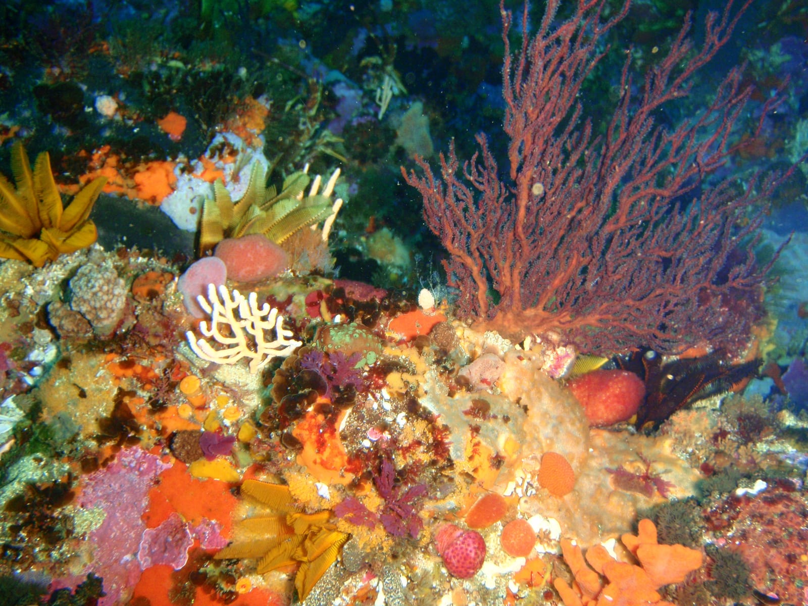 Rocky Bank — Wikimedia Commons | License: CC-BY-SA-3.0 | Source: http://commons.wikimedia.org/wiki/Special:FilePath/Fan%20hydroid%20at%20Rocky%20Bank%20P9205397.JPG