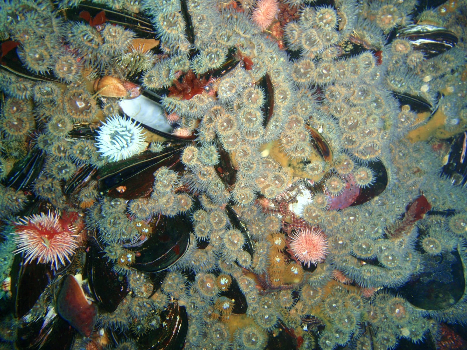 Stonehenge — Wikimedia Commons | License: CC-BY-SA-3.0 | Source: http://commons.wikimedia.org/wiki/Special:FilePath/Striped%20anemones%20at%20Stonehenge%20Reef%20P4137438.jpg