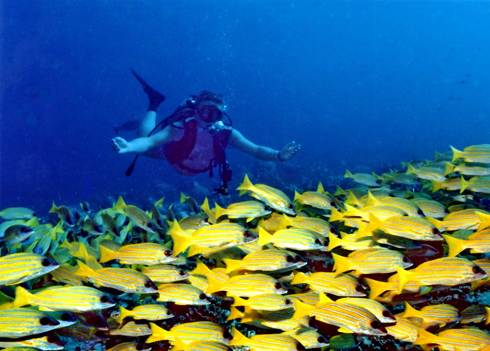 Banana Reef — Photo: This illustration was made by (User:Royonx) and released under the license(s) stated above. You are free to use it for any purpose as long as you credit me and follow the terms of the license.
Example : © Michel Royon / Wikimedia Commons
If you use this image outside of the Wikimedia projects, I would be happy to hear from you par courriel ( royonx gmail.com). Thanks !
Ce message en français | License: CC0 | Source: https://upload.wikimedia.org/wikipedia/commons/9/97/Banana_Reef.jpg
