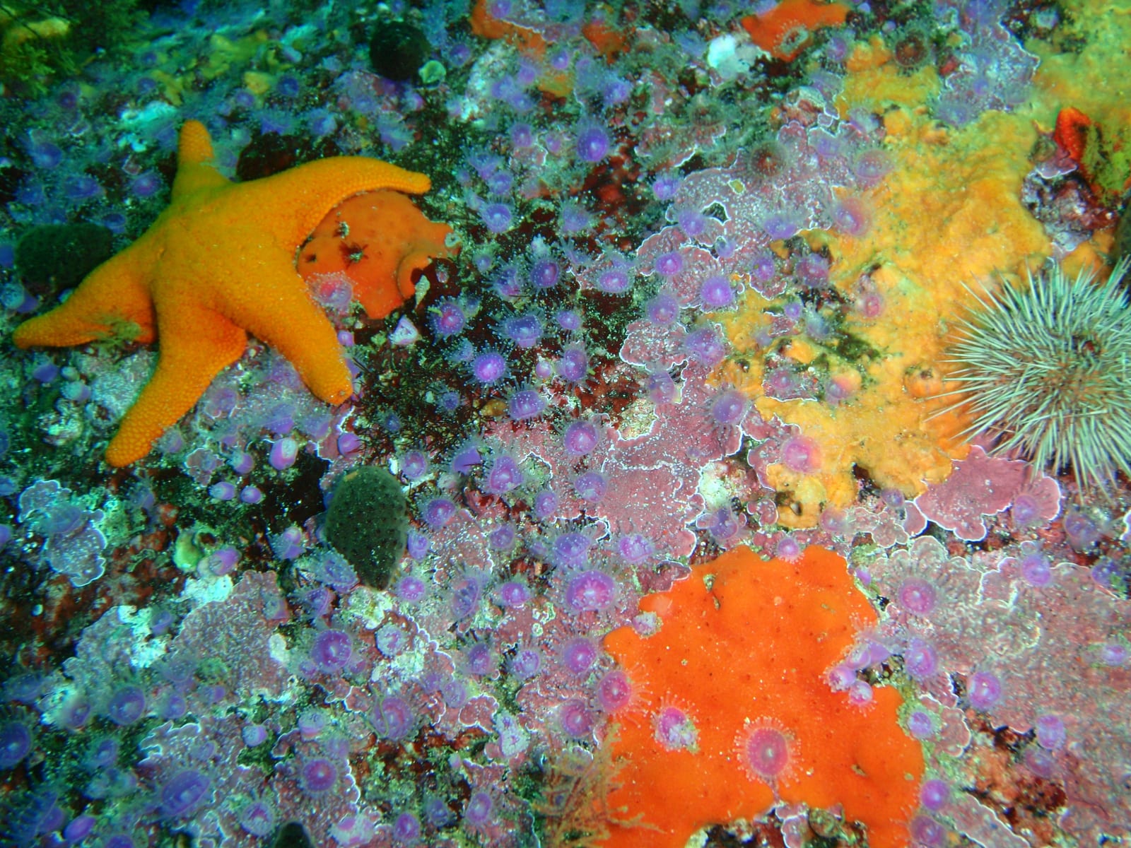 Partridge Point — Wikimedia Commons | License: CC-BY-SA-3.0 | Source: http://commons.wikimedia.org/wiki/Special:FilePath/Srawberry%20anemones%20at%20Partridge%20Point%20P9205506.JPG
