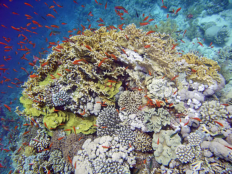 Thomas Reef — Wikimedia Commons | License: CC-BY-SA-3.0 | Source: http://commons.wikimedia.org/wiki/Special:FilePath/ThomasReefCorals.jpg