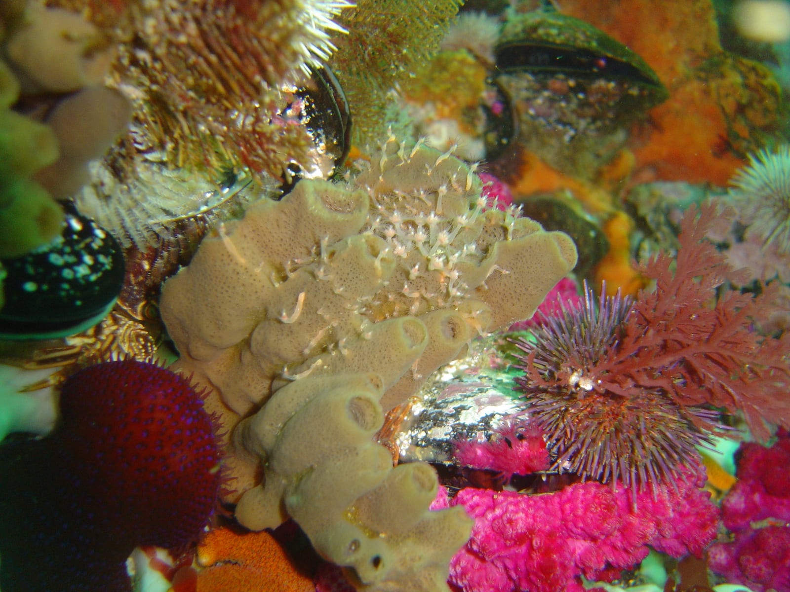 Mushroom Pinnacle — Wikimedia Commons | License: CC-BY-SA-3.0 | Source: http://commons.wikimedia.org/wiki/Special:FilePath/Sponges%20at%20Mushroom%20Pinnacle%20DSC00386.JPG