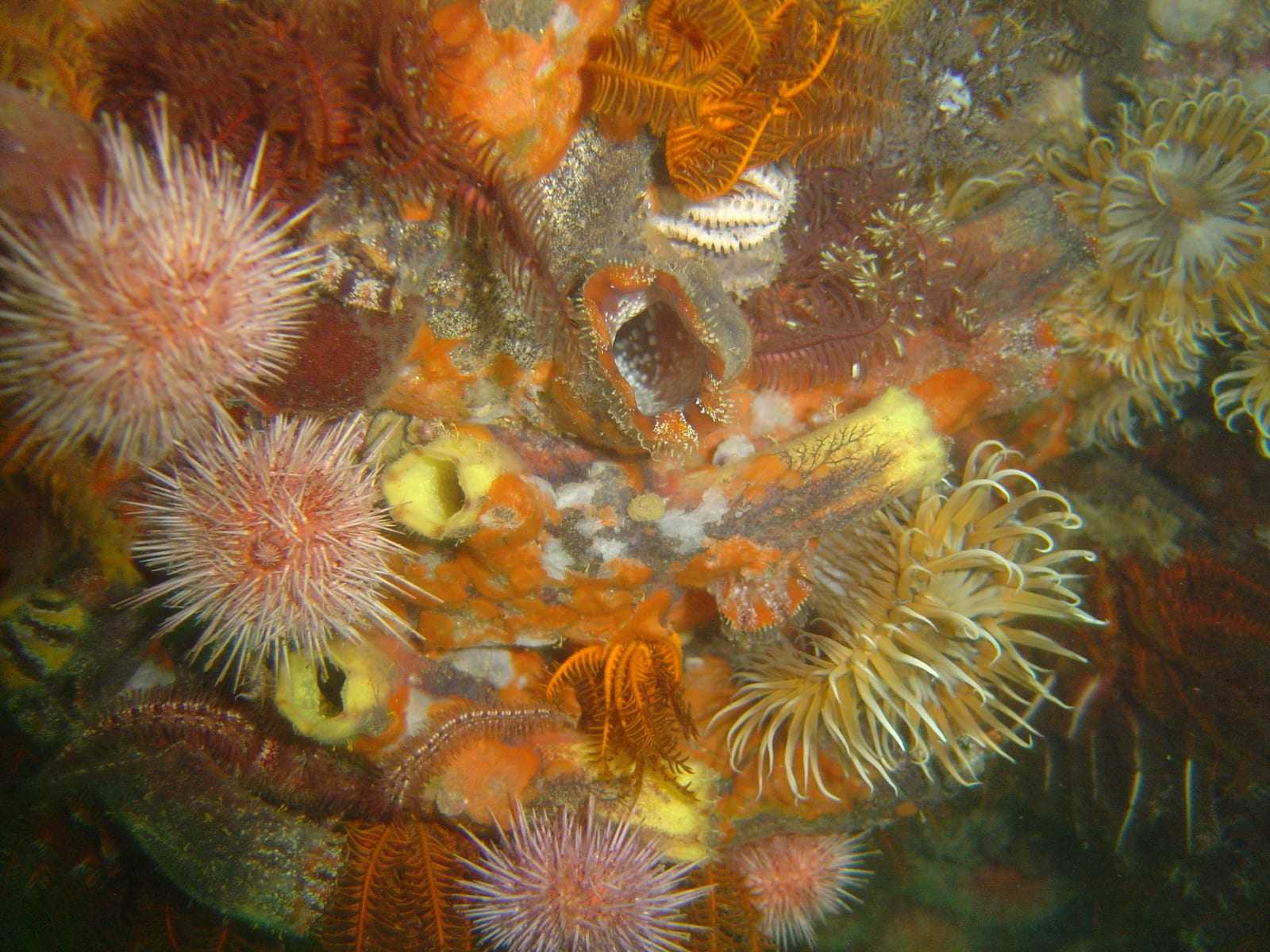 Torch Reef — Wikimedia Commons | License: CC-BY-SA-3.0 | Source: http://commons.wikimedia.org/wiki/Special:FilePath/Reef%20life%20at%20Torch%20Reef%20DSC09024.JPG