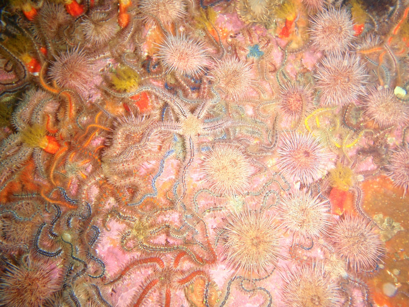 East Shoal — Wikimedia Commons | License: CC-BY-SA-3.0 | Source: http://commons.wikimedia.org/wiki/Special:FilePath/Brittle%20stars%20at%20East%20Shoal%20P8150962.JPG