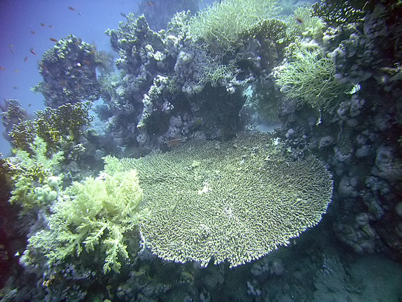 Ras el-Ghazlani, Ras Ghozlani — Wikimedia Commons | License: CC-BY-SA-3.0 | Source: http://commons.wikimedia.org/wiki/Special:FilePath/RasGhazlaniCorals.jpg