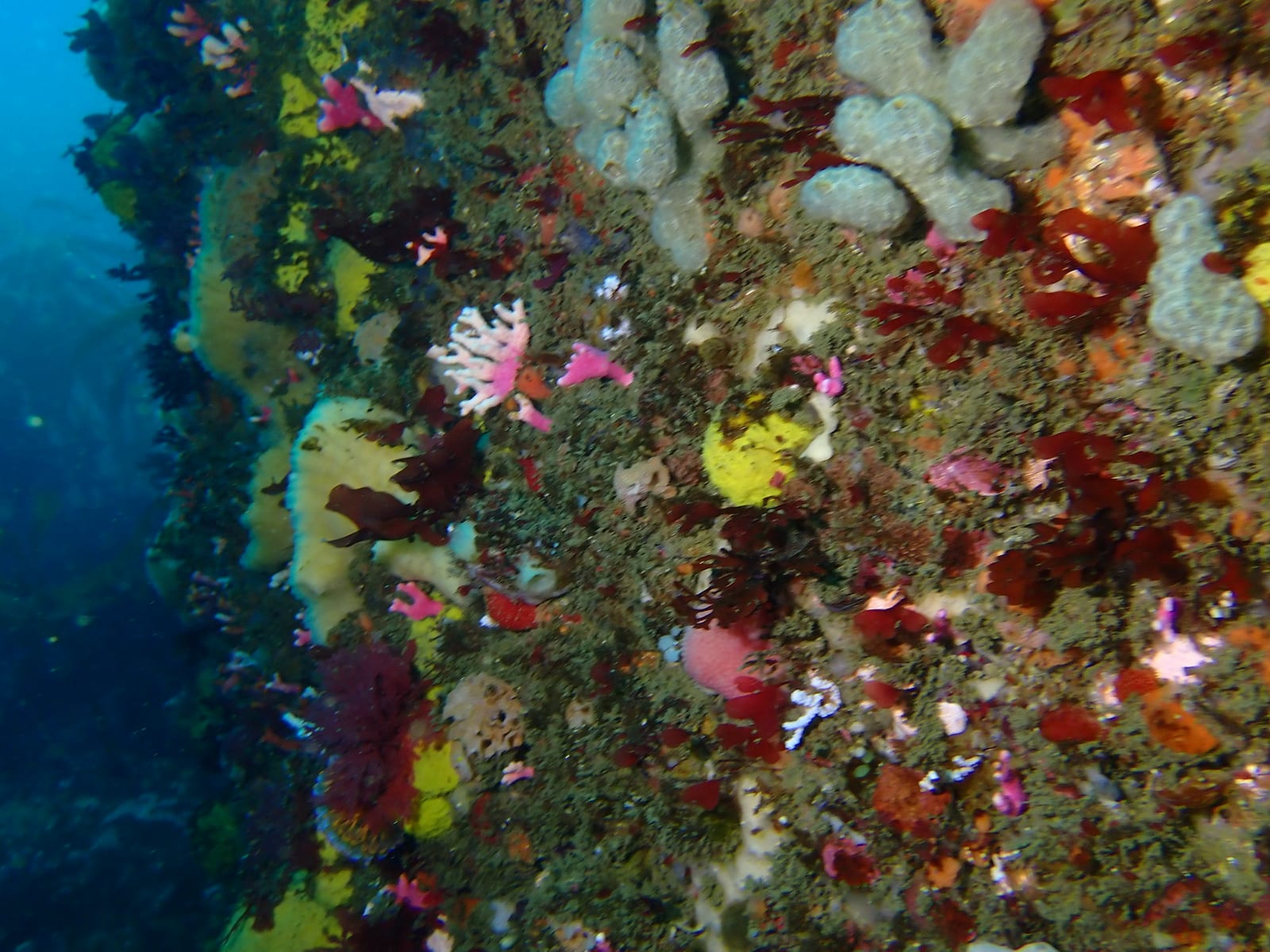 MV Ker Yar Vor and the Jo May — Wikimedia Commons | License: CC-BY-SA-3.0 | Source: http://commons.wikimedia.org/wiki/Special:FilePath/Young%20colonies%20of%20noble%20coral%20on%20the%20reefs%20at%20the%20wreck%20of%20the%20Ker%20Yar%20Vor%20P1100332.jpg