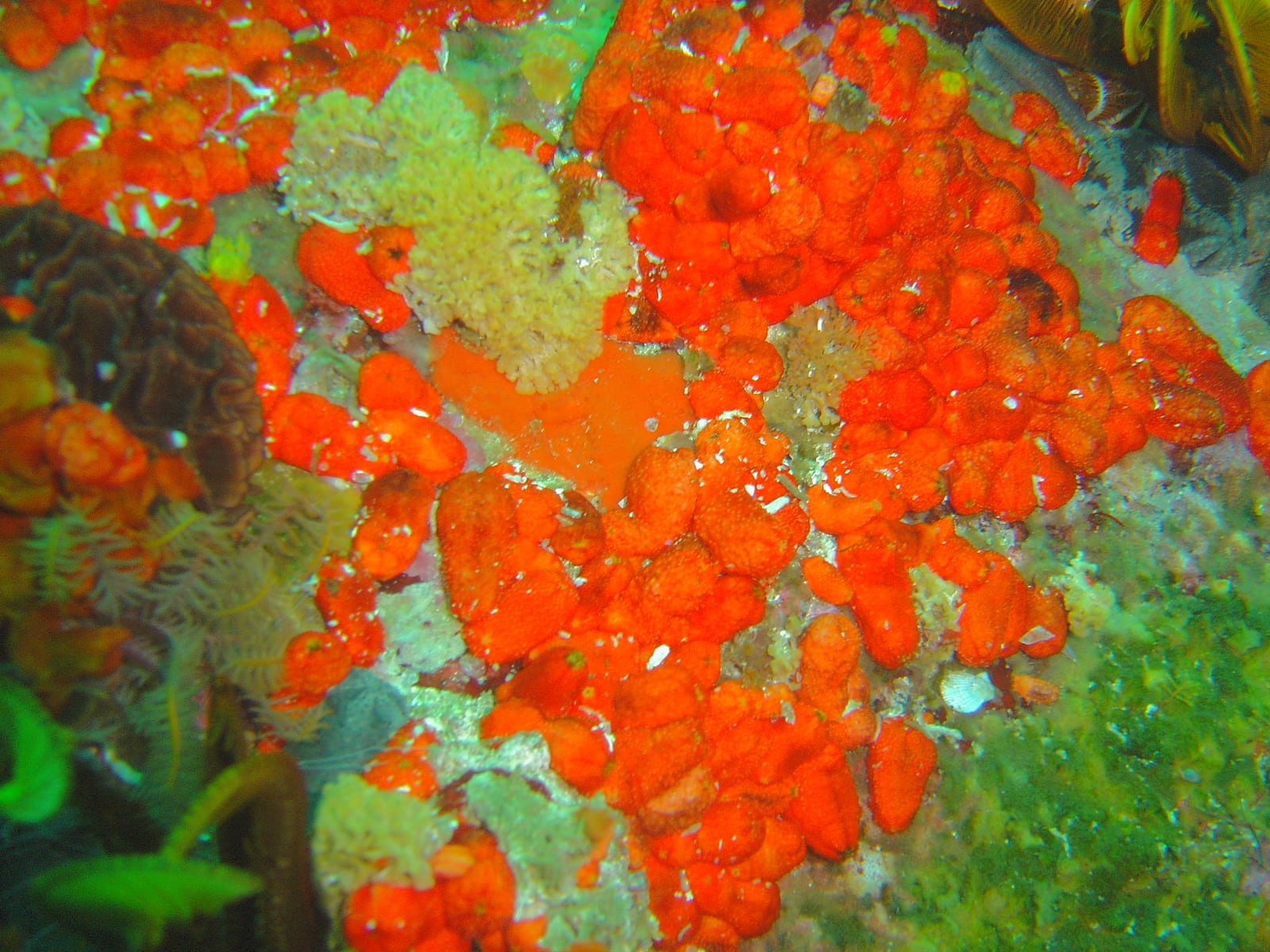 Pie Rock — Wikimedia Commons | License: CC-BY-SA-3.0 | Source: http://commons.wikimedia.org/wiki/Special:FilePath/Red%20chested%20sea%20cucumbers%20at%20Pie%20Rock%20DSC04940.JPG