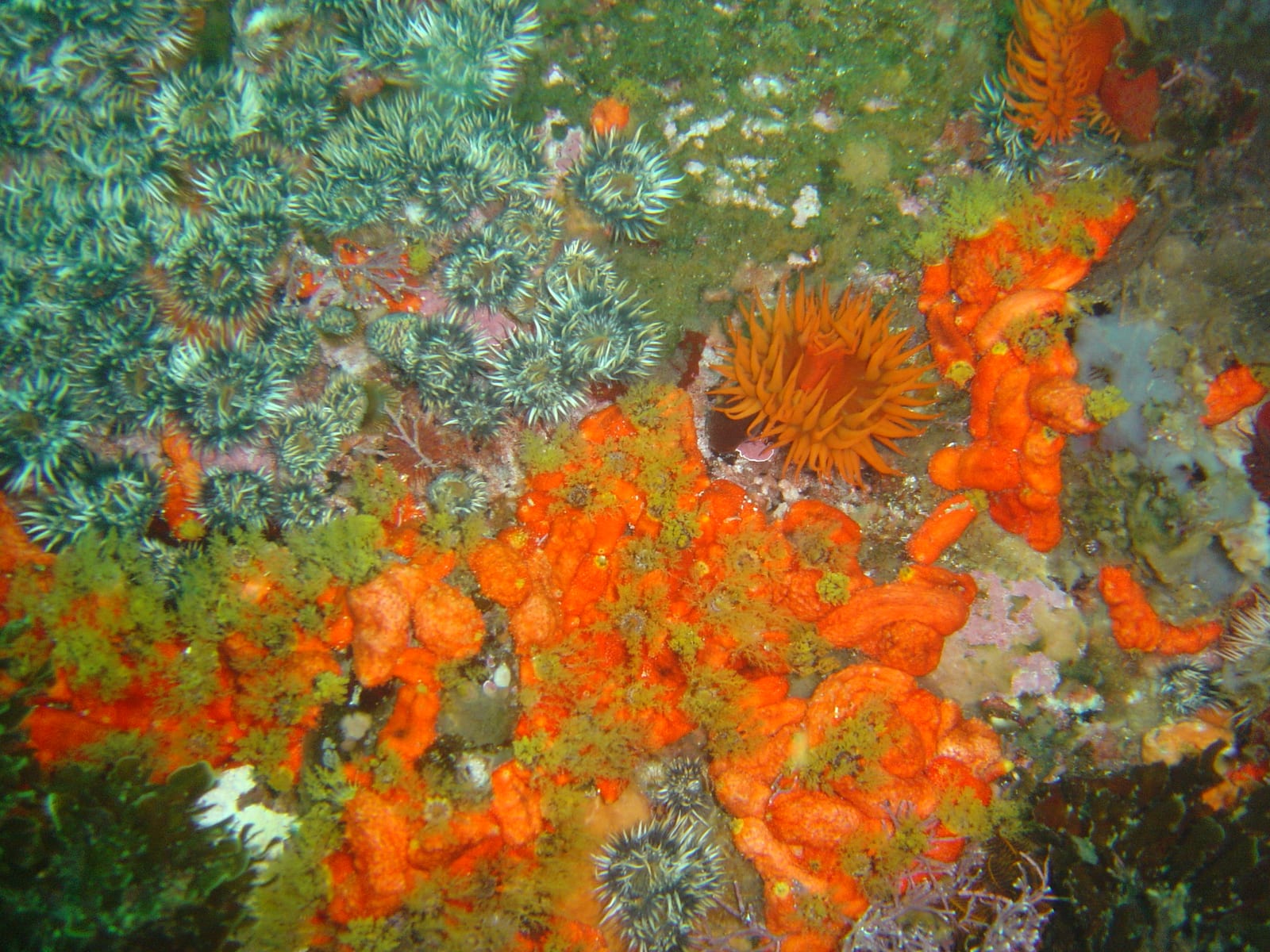 Castor Rock reef — Wikimedia Commons | License: CC-BY-SA-3.0 | Source: http://commons.wikimedia.org/wiki/Special:FilePath/Striped%20anemones%20and%20red%20chested%20cucumbers%20at%20Castor%20Rock%20DSC00878.JPG