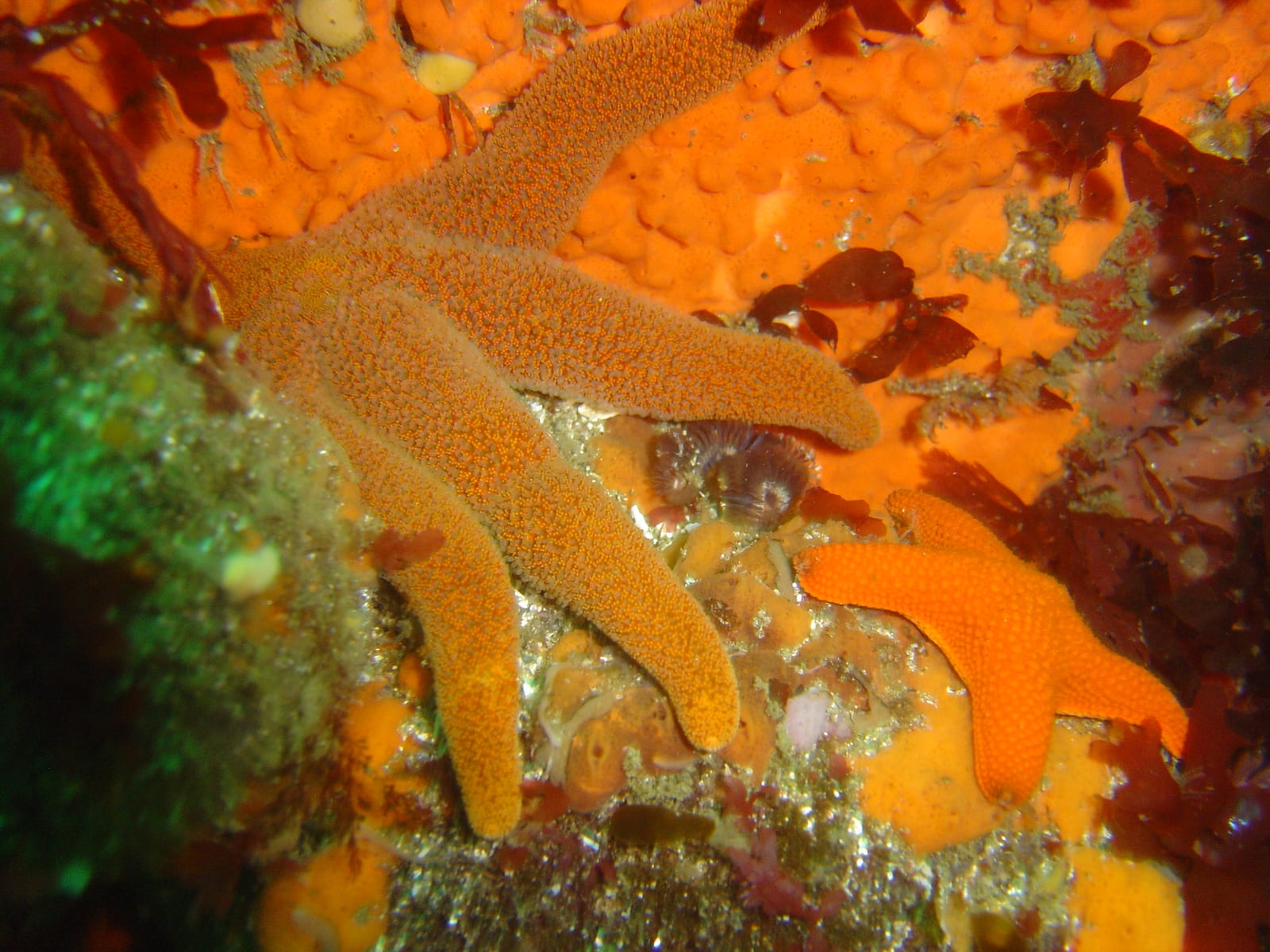 Kanobi's Wall — Wikimedia Commons | License: CC-BY-SA-3.0 | Source: http://commons.wikimedia.org/wiki/Special:FilePath/Two%20starfish%20at%20Kanobi%27s%20Reef%20DSC11172.JPG