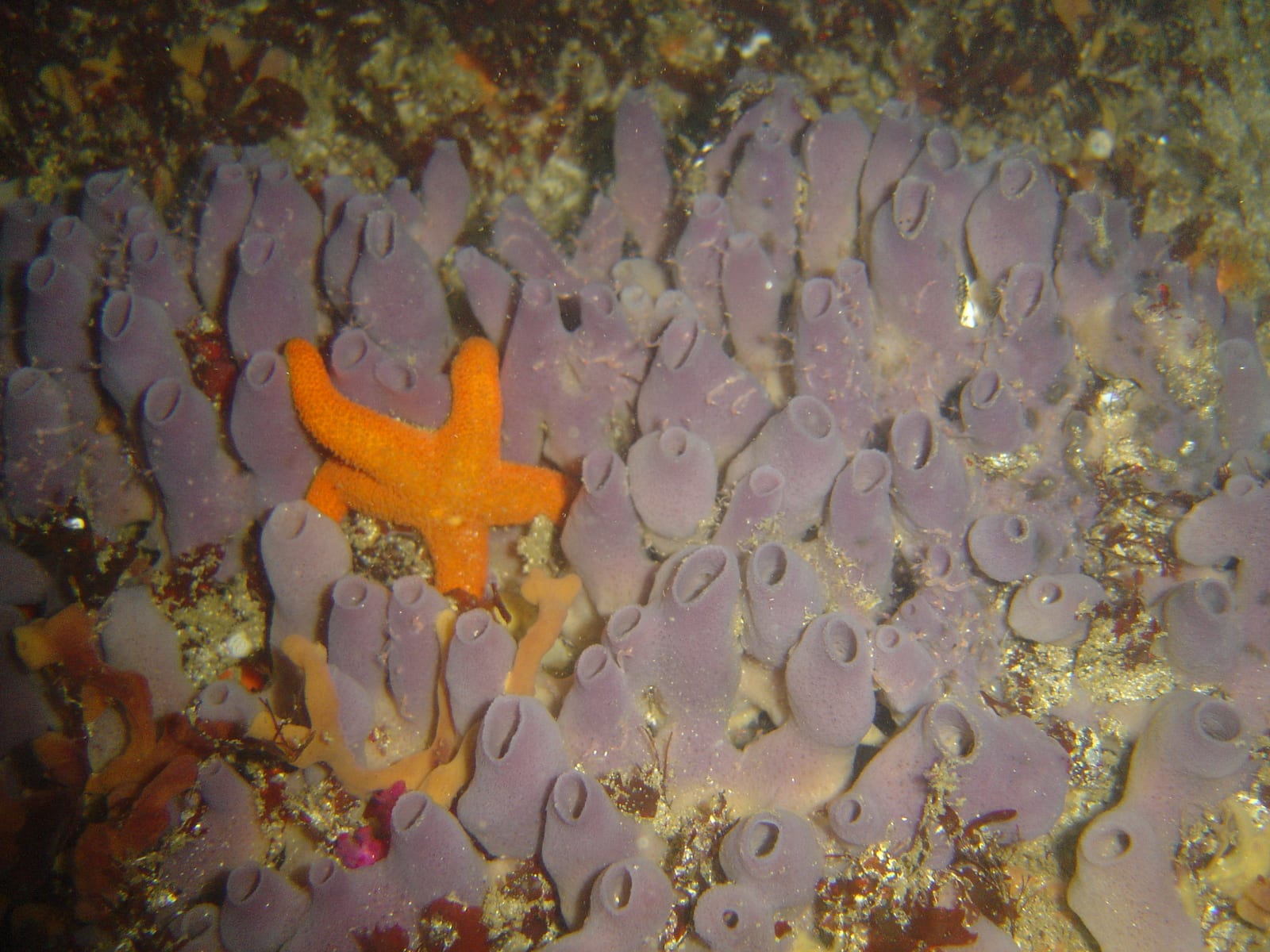 Sandy Cove — Wikimedia Commons | License: CC-BY-SA-3.0 | Source: http://commons.wikimedia.org/wiki/Special:FilePath/Starfish%20on%20sponge%20at%20Sandy%20Cove%20DSC09670.JPG