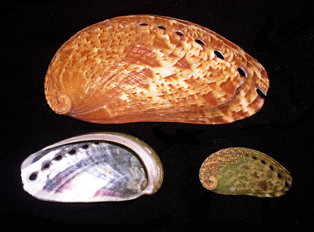 Abalone (pinto)
