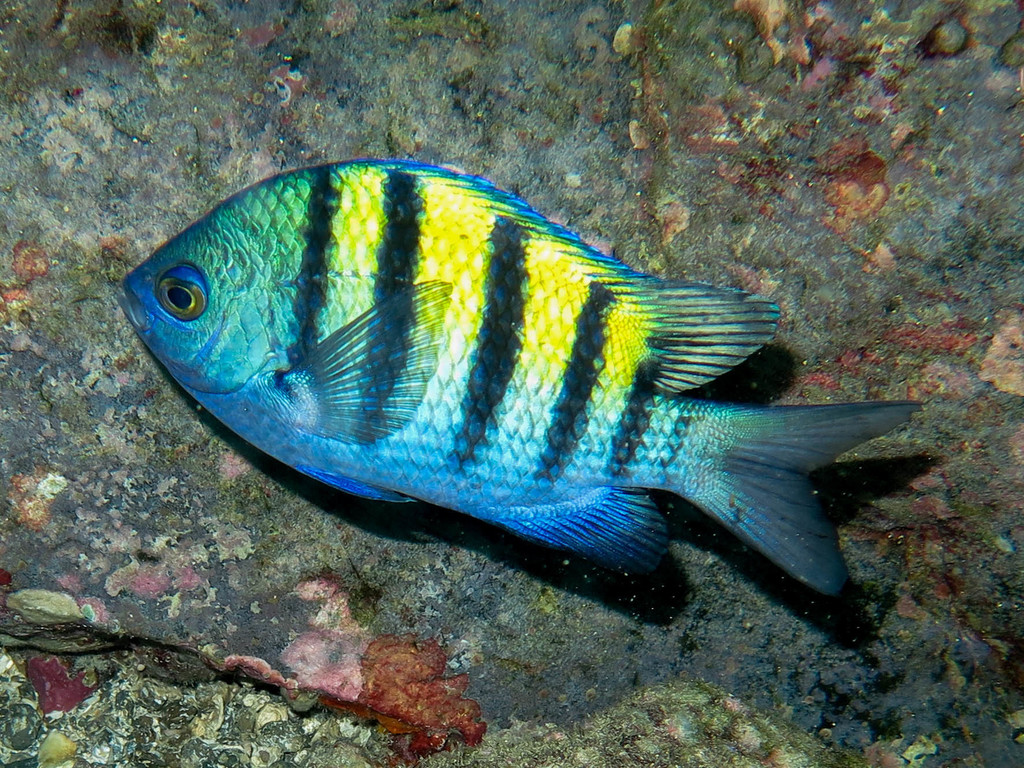 Abudefduf troschelii