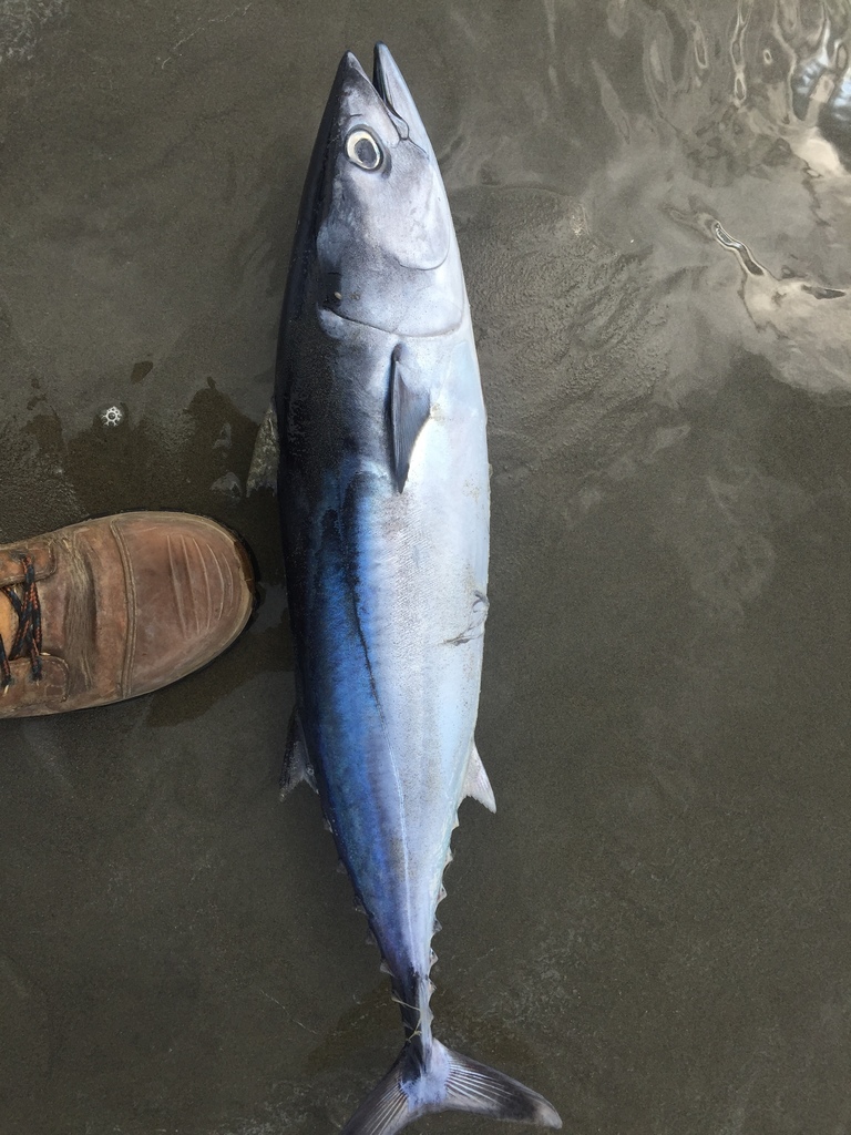Allothunnus fallai