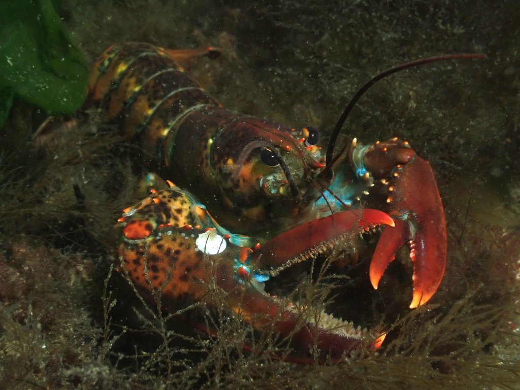American lobster