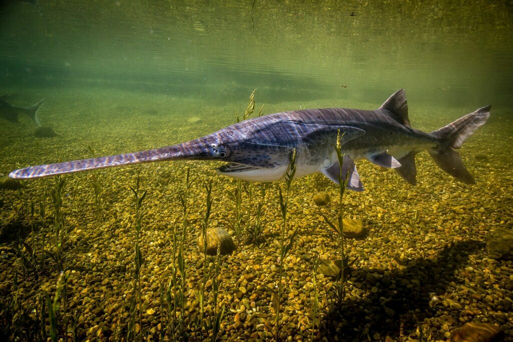American paddlefish
