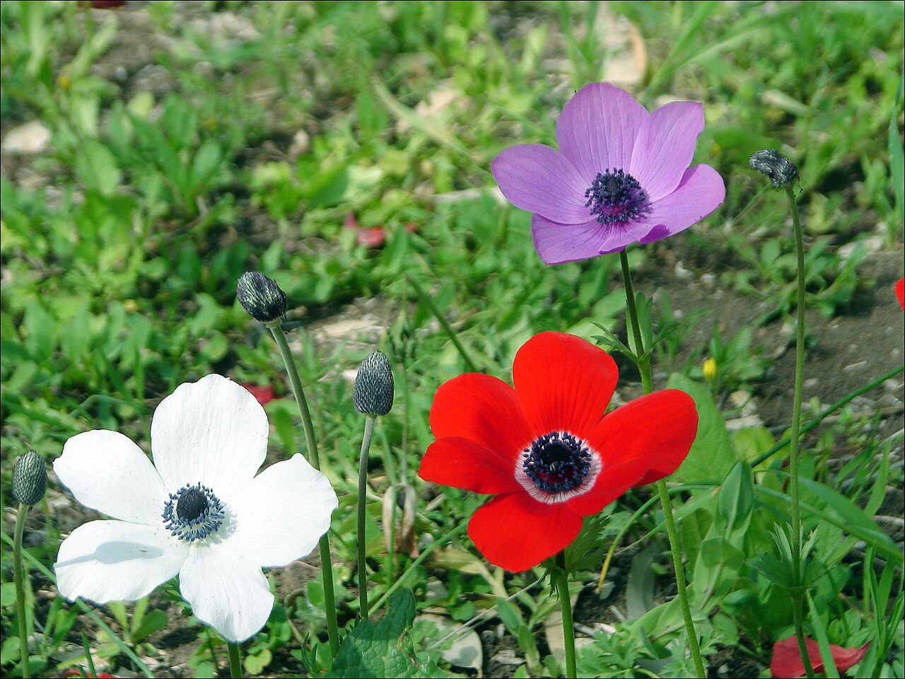 Anemones and hydroids (wreck encrusting)